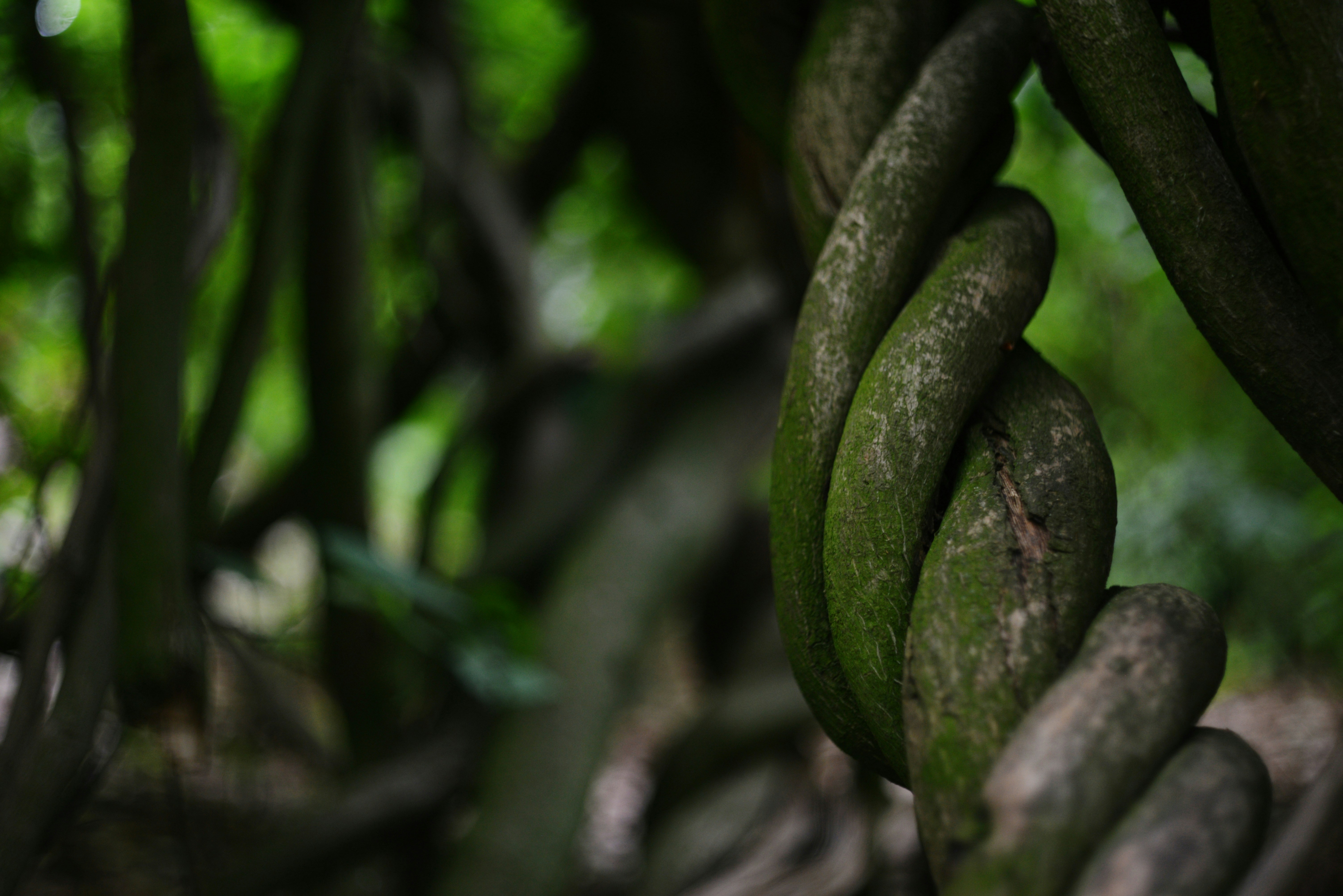 Intertwined vines — how we shape ourselves around each other