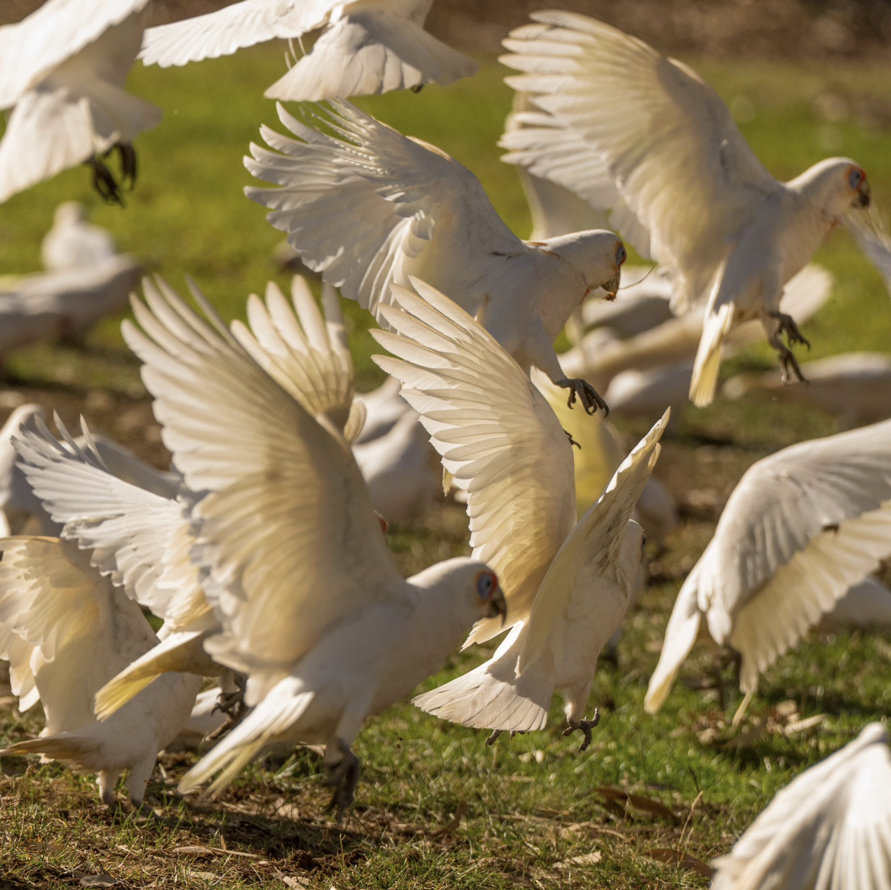 Trauma therapy — healing from what's been too much to carry