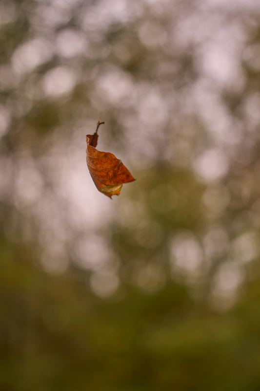 Falling leaf symbolizing depression and loss