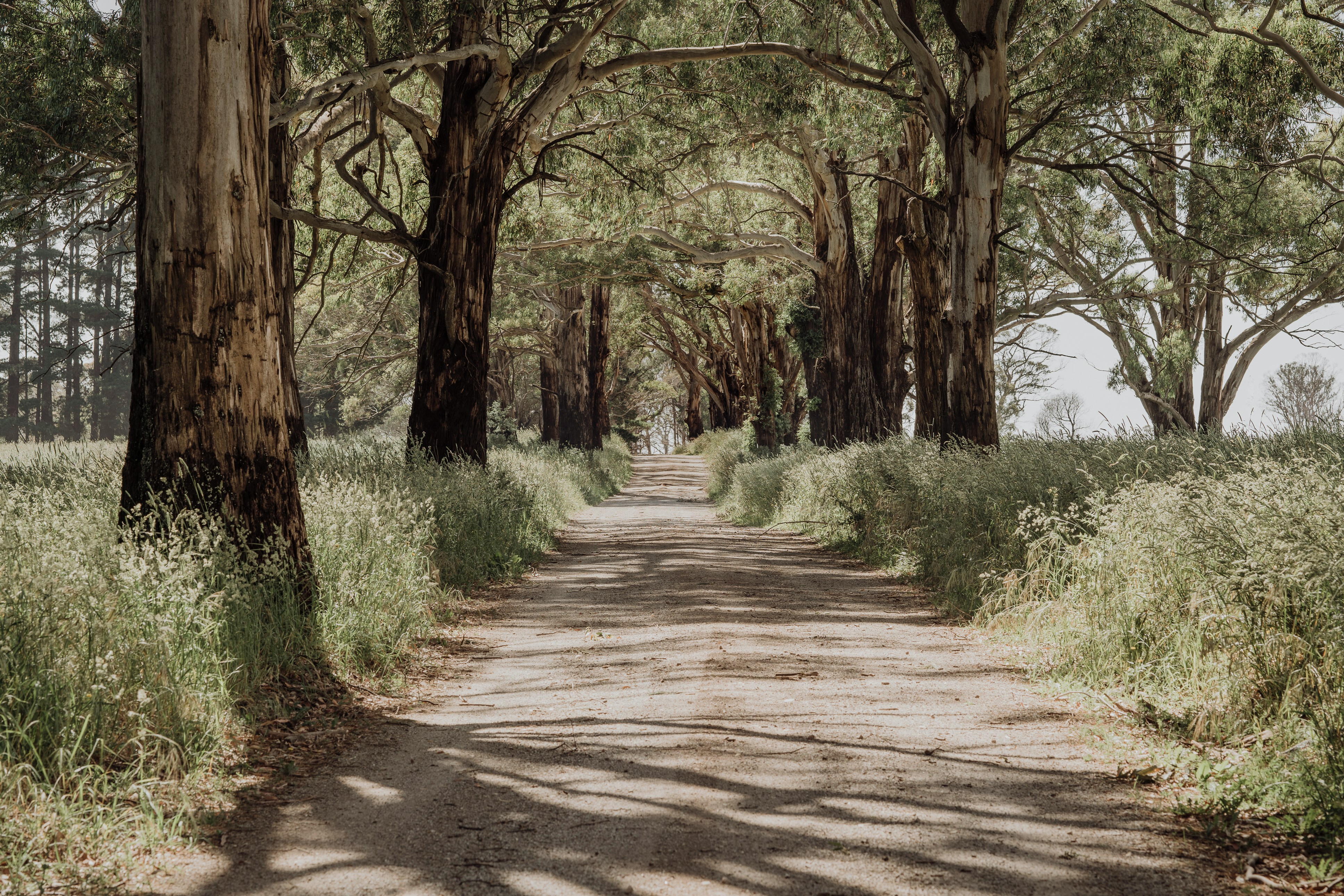 Eucalyptus-lined dirt road — there's always more to explore