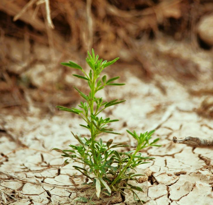 Plant growing through stone, symbolizing resilience and hope